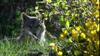 Lozère : des loups s'échappent d'un parc scientifique