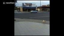 Dog crosses main road by itself without a care in the world