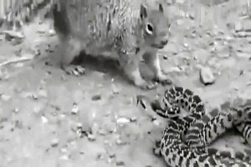 Snake vs Squirrel : Fighting