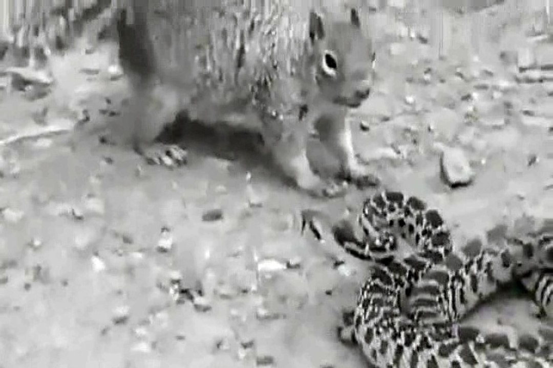 Snake vs Squirrel : Fighting