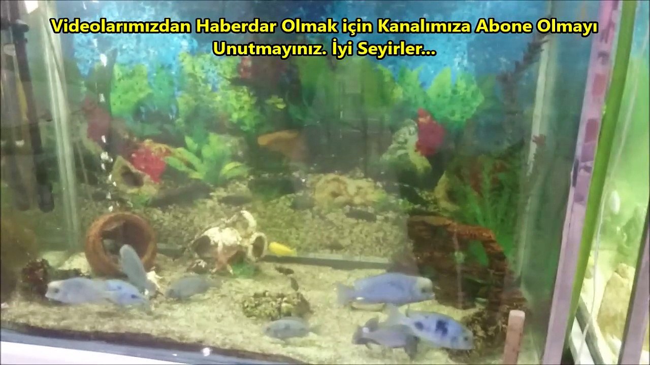 Yunus Ciklet Doğum