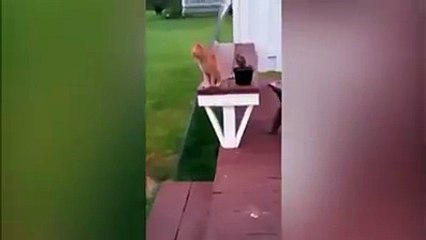 Cat is sitting like a human-Funny