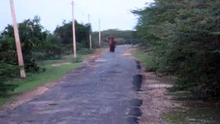 Elephant Encounter in Bundala
