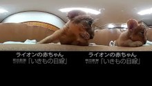 360Lives　-　Lion cubs