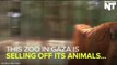 Starving Animals At Gaza Zoo Being Sold