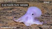 Casper: el pulpo ‘fantasma’ más tierno del mundo