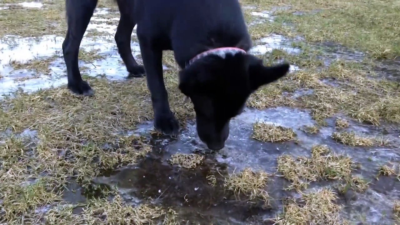 Dog Experiences Ice For The First Time