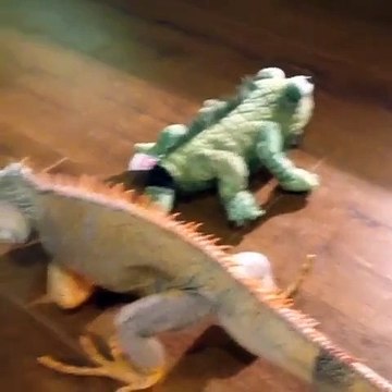 OMG!!! Terrifying Iguana hunts the stuffed animal
