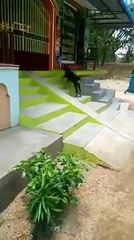Funny Video Of Goat Having A Fun