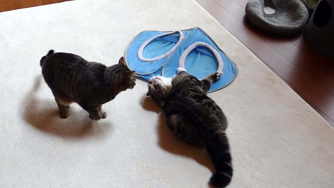 (Super slow ver.) まるとはな１１。-Maru&Hana11.-