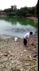 Голодный карп ползет по берегу