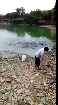 Голодный карп ползет по берегу