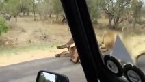 OMG!!! Lion Catches Buffalo in front of Tourists - Breathtaking Moment