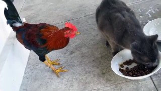 Rooster VS Cat