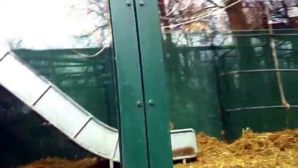 Baby Gorillas Bully Older Brother Jokeroo