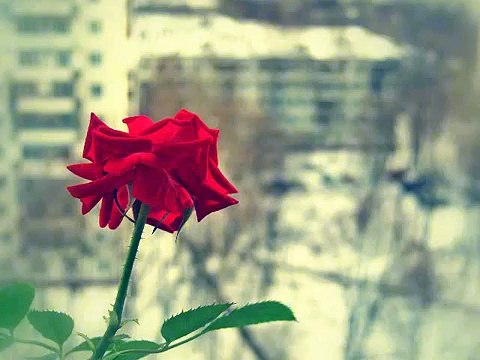 Как распускается роза. Маленькое чудо. Roses Budding.