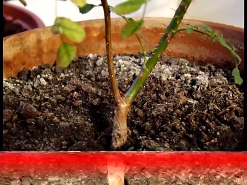 Китайские розы из семян