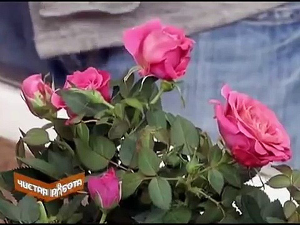 Комнатные розы. Как ухаживать