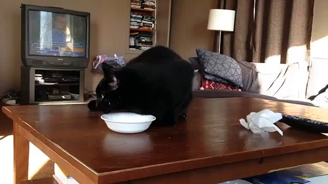 Black Cat Is a Sloppy Eater Jokeroo