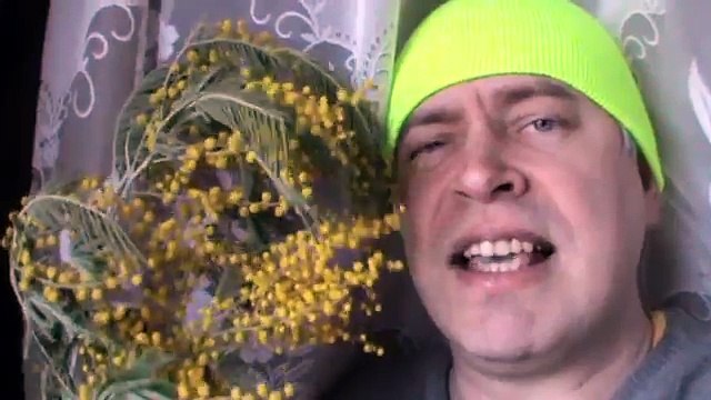 Привет! Сегодня 8 марта 2016 год. Поздравления с восьмым мартом. Ветка мимоза