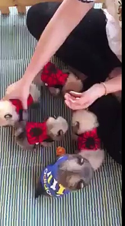 Take good care father group cats or dogs that cannot be cute