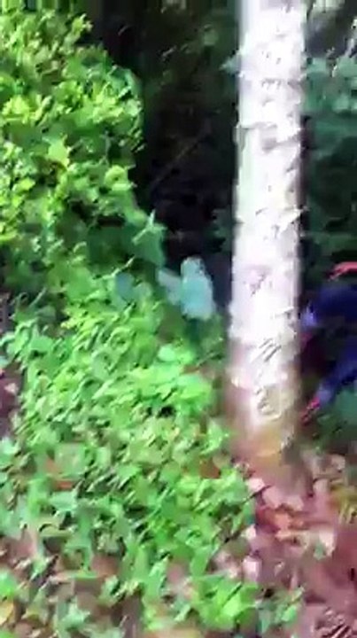 kid Climbing Tree Without support Funny Video