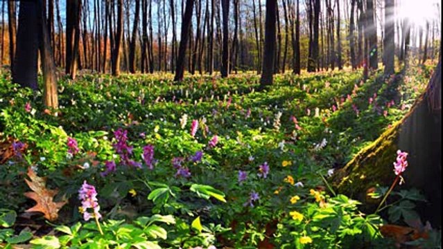 Колодец .Ярослав Евдокимов.