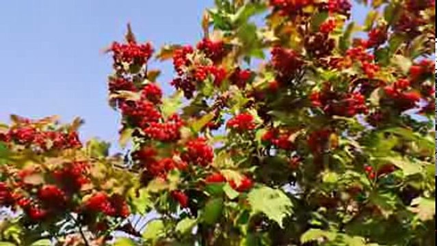 КРАСИВАЯ ПЕСНЯ.КАЛИНЫ КУСТ. ИСП. -ЯРОСЛАВ ЕВДОКИМОВ.