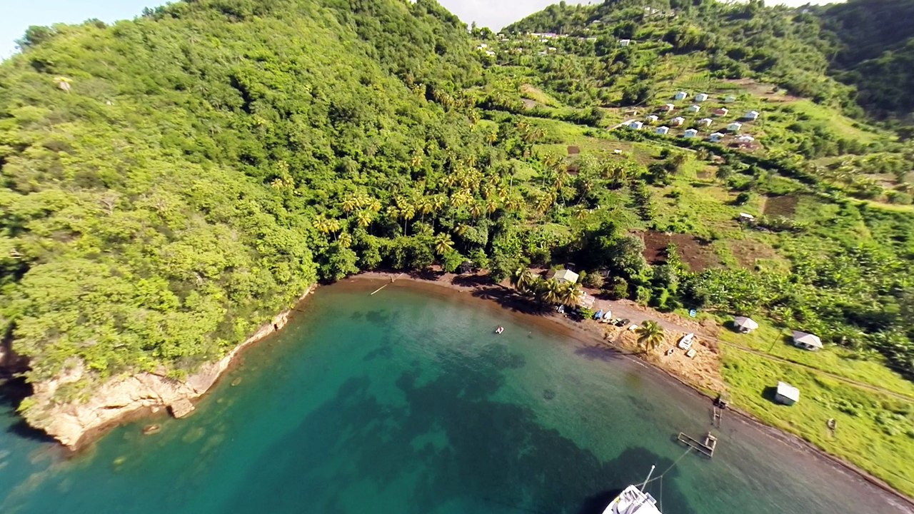 st vincent et les grenadines et ses dauphins