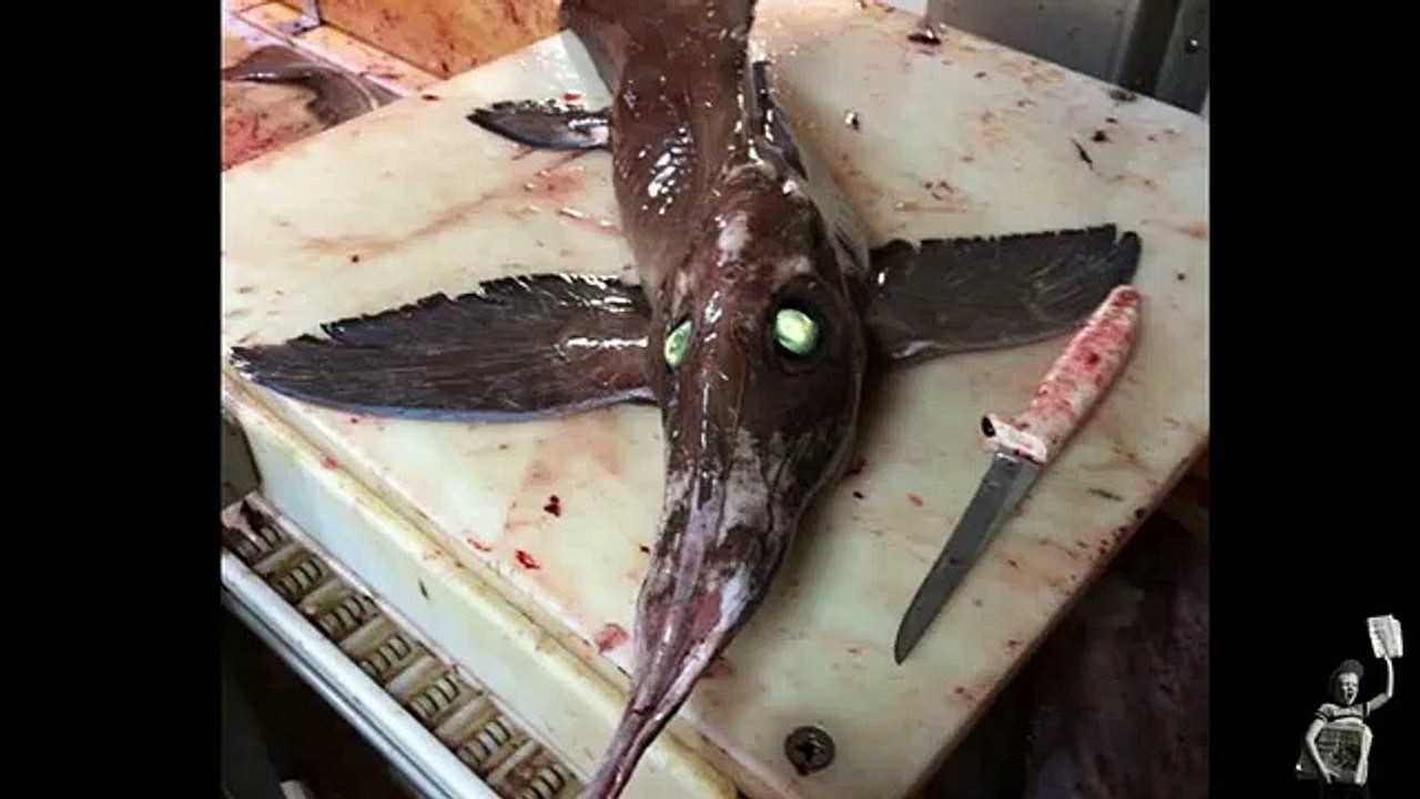 Kapet peshku "alien" në Kanada