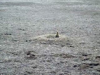 prairie dog laughing!!