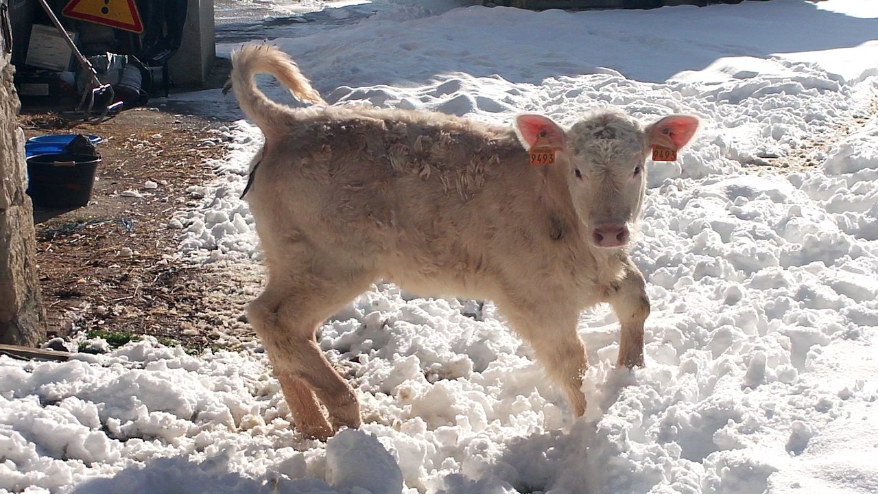 Petits veaux dans la neige (1)