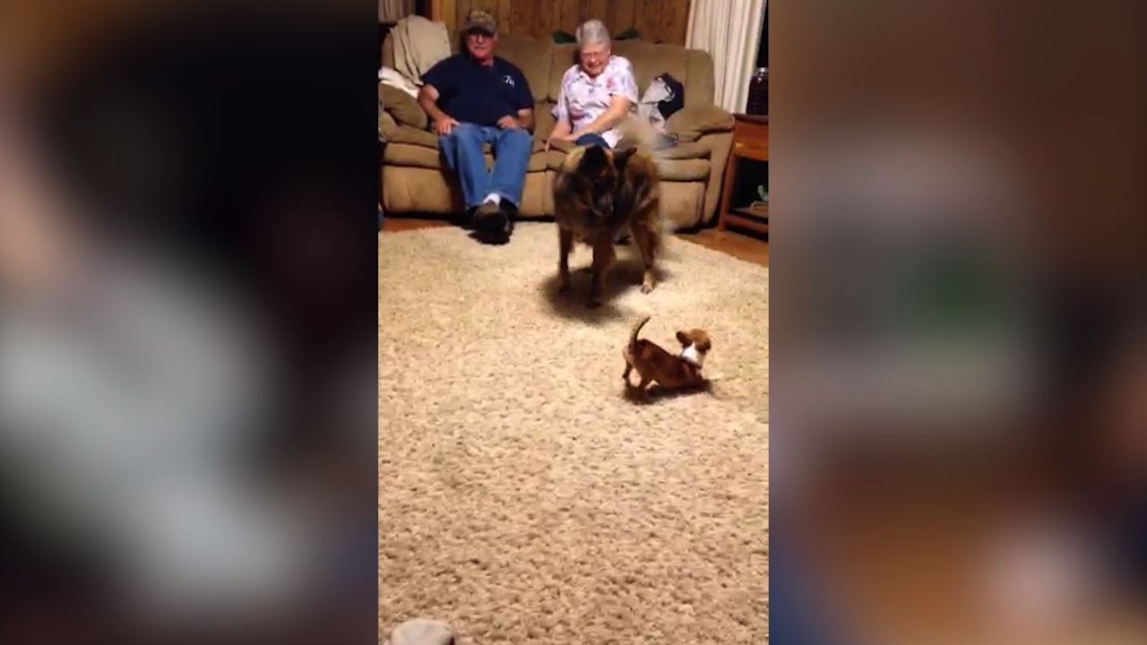 Not So Great Dane Is Scared Of Tiny Chihuahua