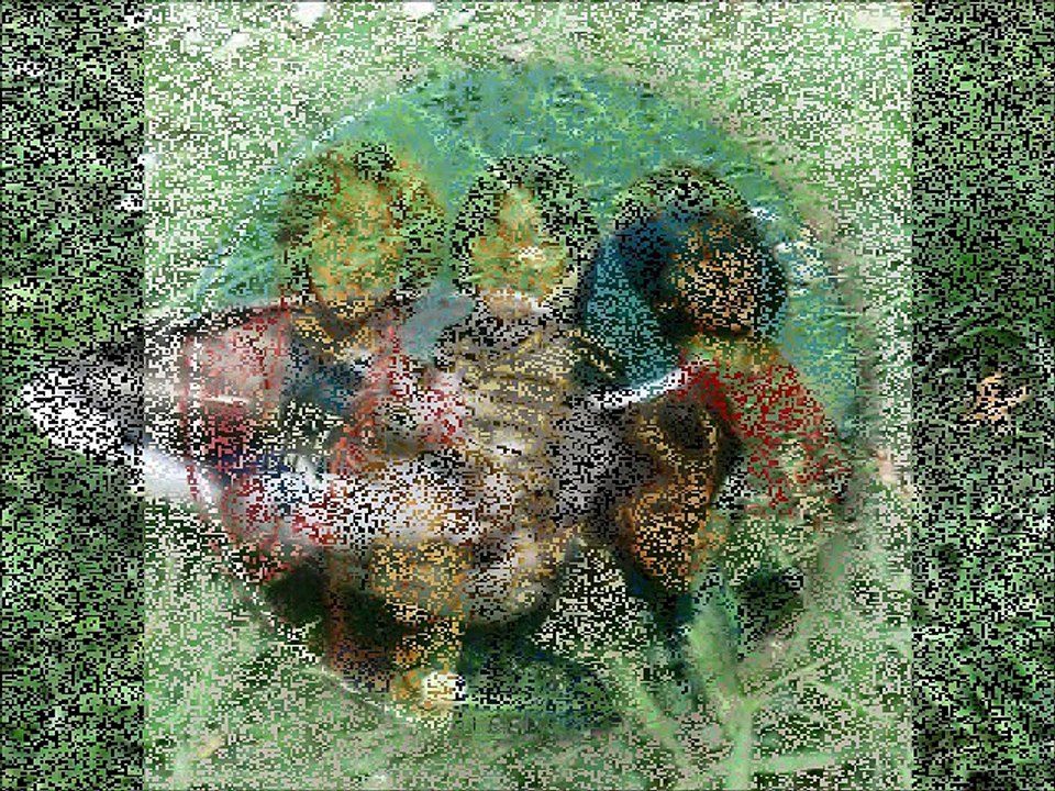 The Teens - Here I stand