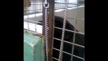 BBC1_ Spotlight 4Mar16 - 2 dogs on death row in Devon