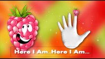 Fruits Finger Family Song, Children Songs and Baby Songs done by Kids Crazy Rhymes