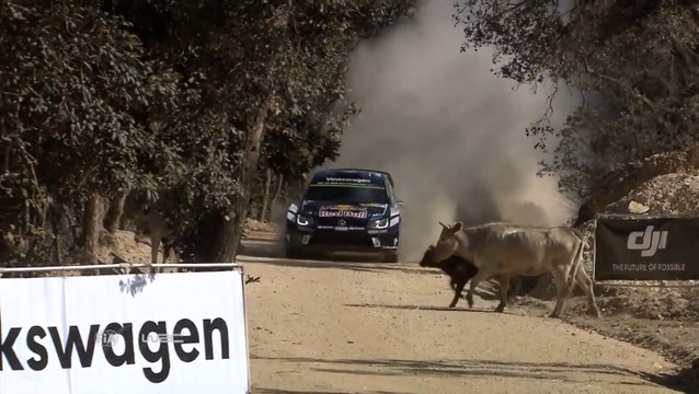 WRC Rally Guanajuato México 2016 Ogier cow incident