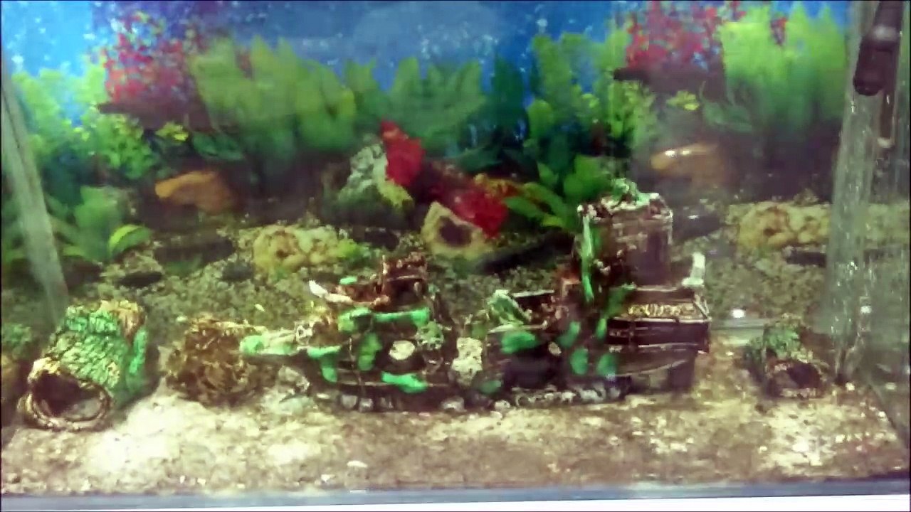 360 Adet Ciklet Yavrusunu Büyük Akvaryuma Bıraktık...