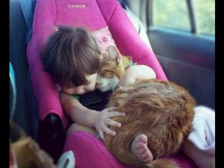 Lindas imagens de gatinhos e Bebês, fofas, ótimas, incríveis