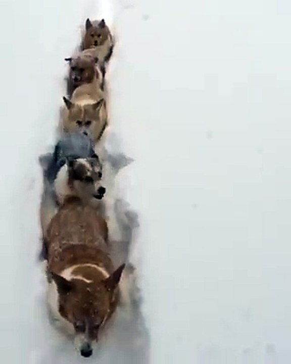 Awww! That's A Corgi Snow Train