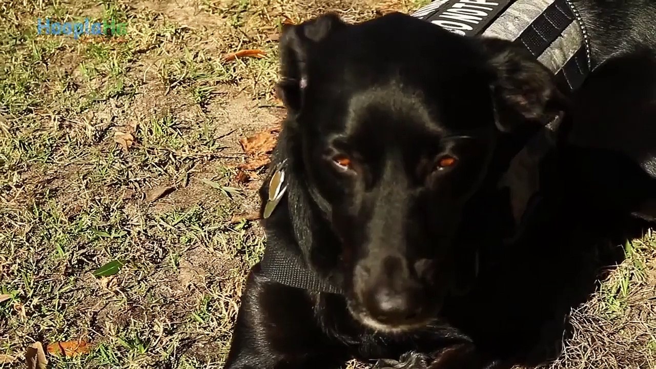 Why Dogs Make Great Friends