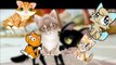The Finger Family Cat Family Nursery Rhyme | Kids Animation Rhymes Songs