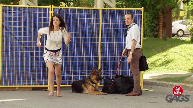 Dog Goes After Hot Dog Man