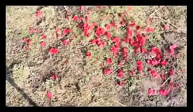 Hozan Menal BIRINA EVINE (Kürtce Damar)