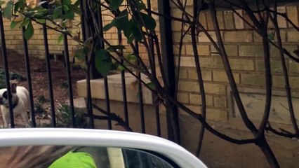 French Bulldog Has The Weirdest Bark