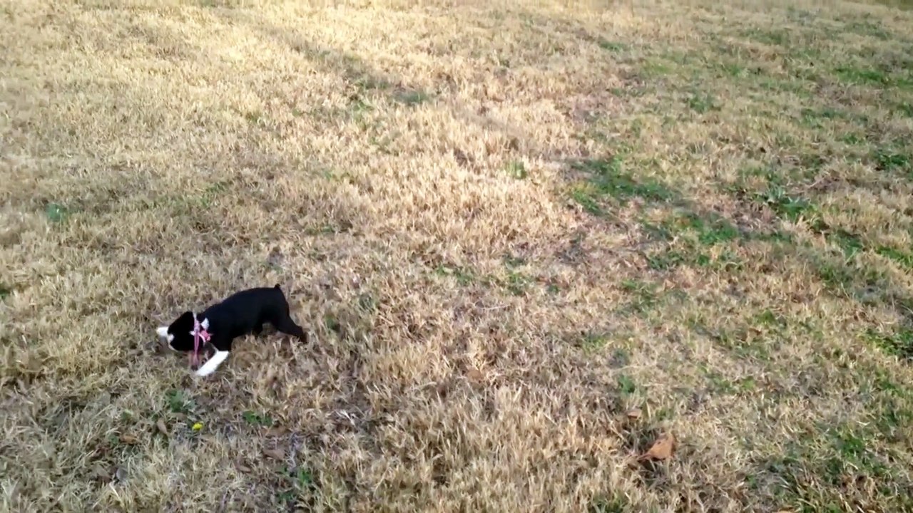 Little Dog Adorably Fails At Leash Training