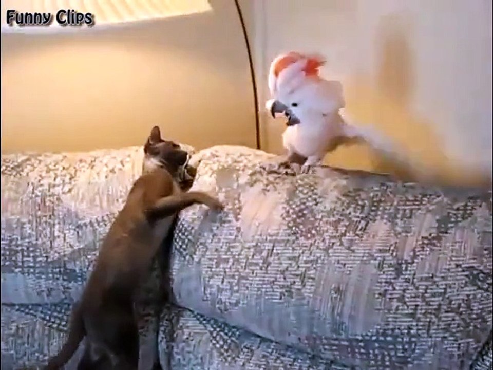 Funny video Funny Animal Funny Cat and Parrot Posta di nuovoMi Piace Terrypmeeks per TerrypmeeksSegui 47 50 395 visualizzazioni  Informazioni Condividi Aggiungi a Playlist the funny cats Data di pubblicazione: 22/01/2016 Durata: 01:03 Categoria: Animali 0