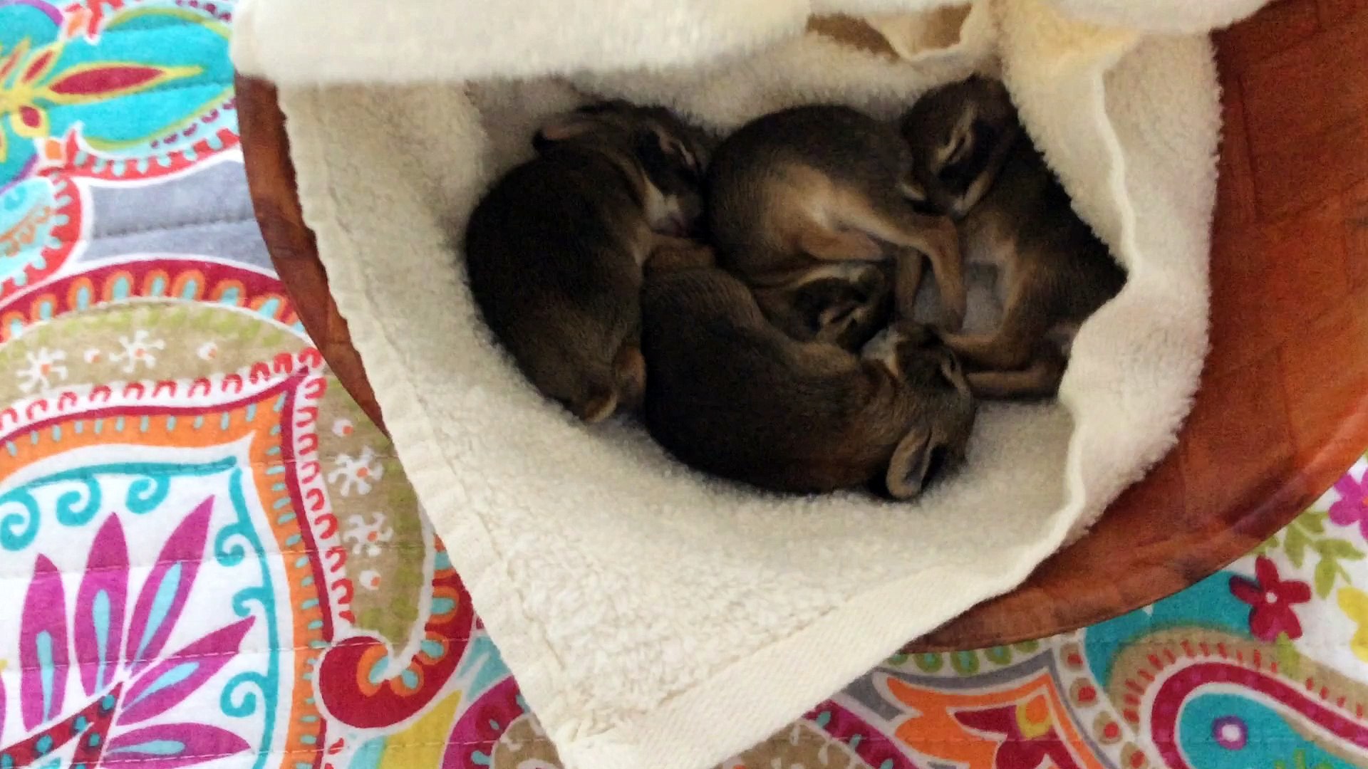 baby rabbits