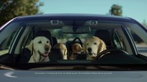 Subaru Dog Tested - Subaru Commercial - Phone Navigation