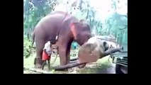 Elephant Loading A Large Timber To A Truck ALONE - Awesome STRENGTH